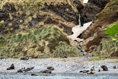 Waterfall and Seals