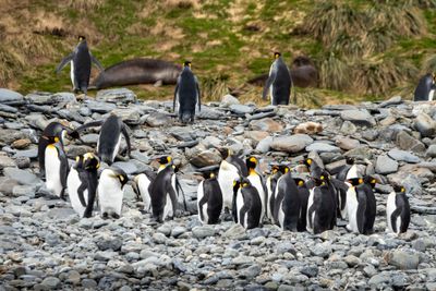 King Penguins