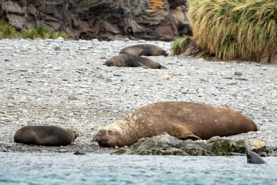 Male Elephant Seal