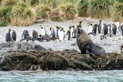 Fur Seal and King Penguins
