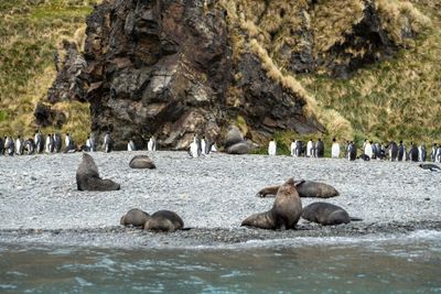 Seals and Penguins
