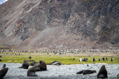 Penguin Colony