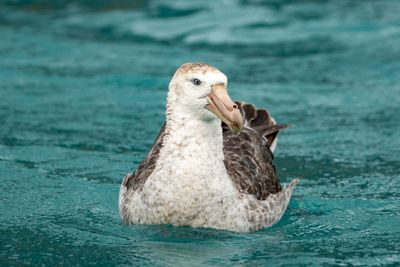 Southern Giant Petrel