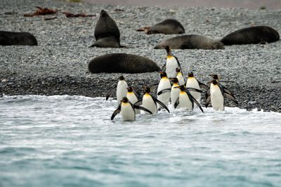 Wading In
