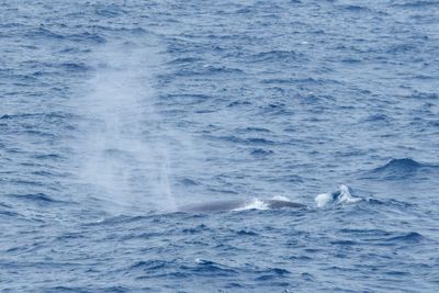 Fin Whales