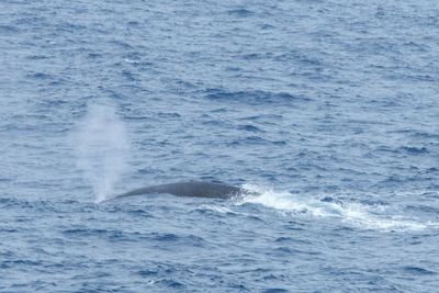 Fin Whales
