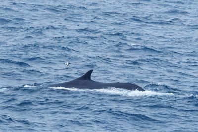 Fin Whales