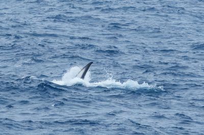Fin Whales