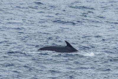 Fin Whales