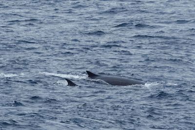 Fin Whales
