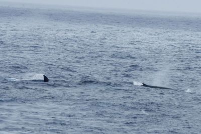 Fin Whales