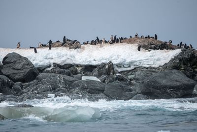 Chinstraps on the Rocks