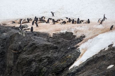 Penguins on Ice