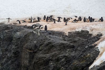 Penguins on Ice