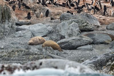 Weddell Seals