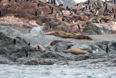 Weddell Seals