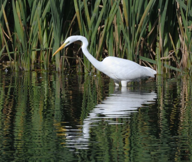 Great White Egret