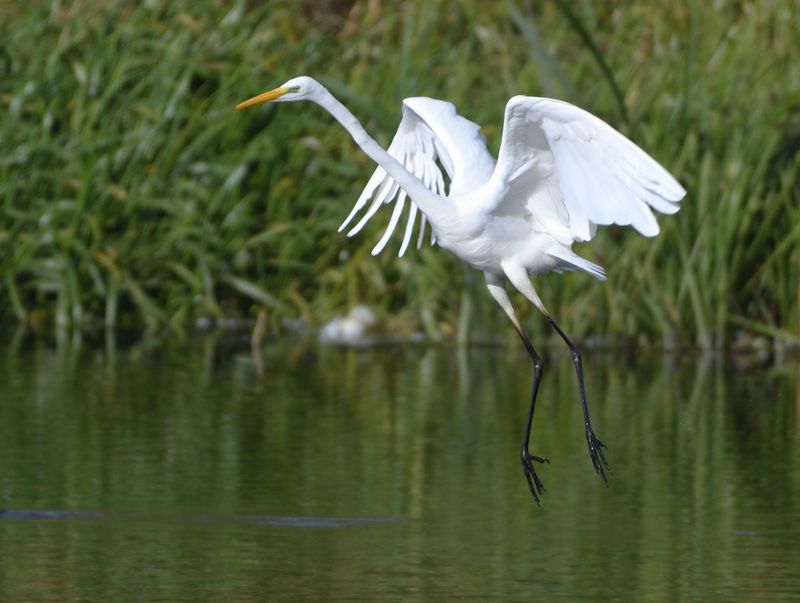 Great White Egret