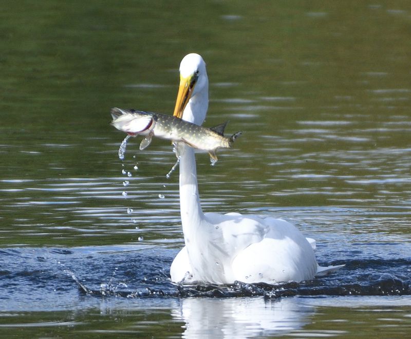 GreatWhiteEgret_DSC_0536.JPG