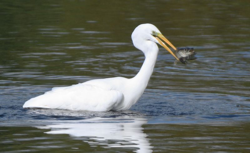 GreatWhiteEgret_DSC_0544.JPG