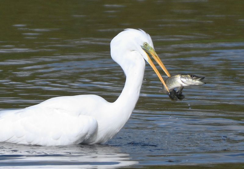 GreatWhiteEgret_DSC_0549_01.JPG
