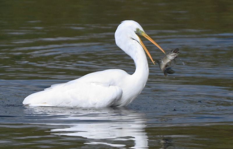 GreatWhiteEgret_DSC_0552.JPG