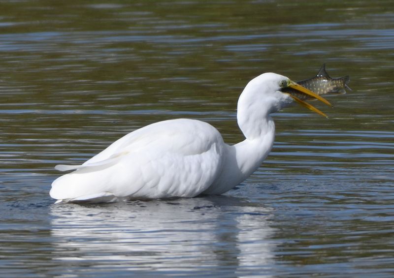 GreatWhiteEgret_DSC_0609.JPG