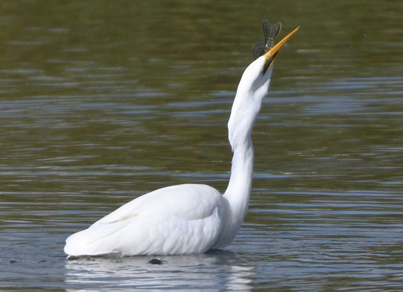 GreatWhiteEgret_DSC_0611.JPG