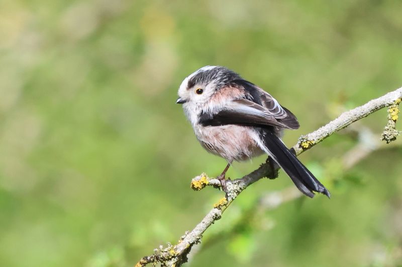Long Tailed Tit