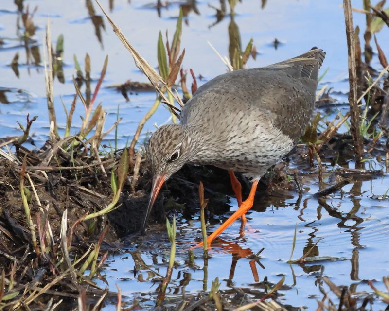 Redshank