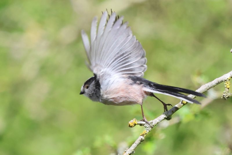 Long Tailed Tit take off