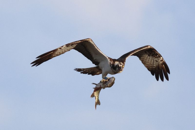 Osprey 6K(14) with a pike