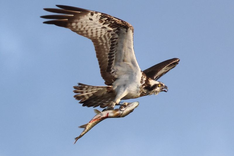 Osprey 6K(14)