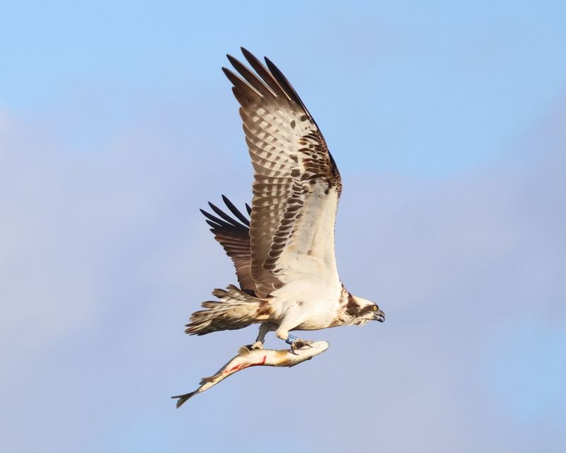 Osprey 6K(14) with pike