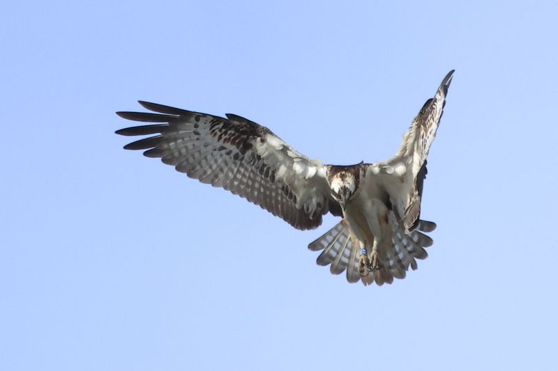 Osprey 6K(14)