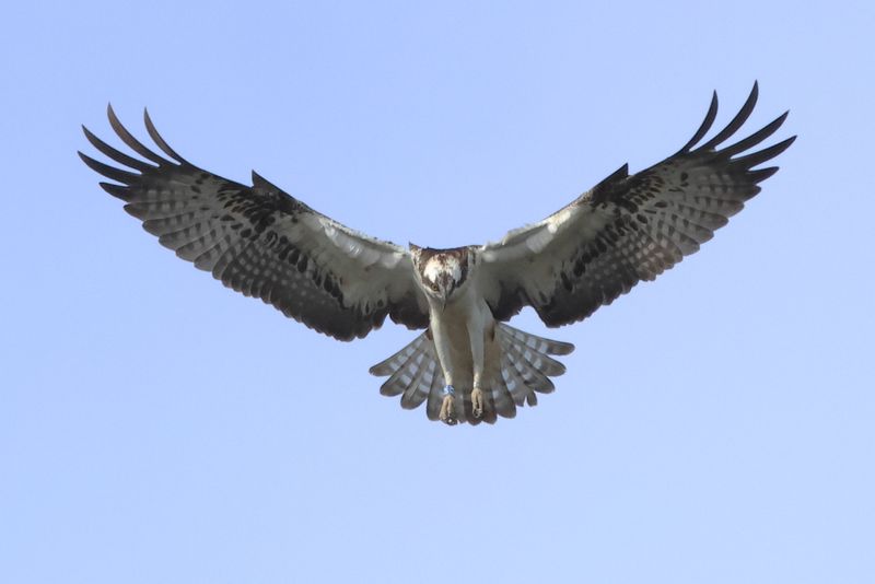 Osprey6K(14)