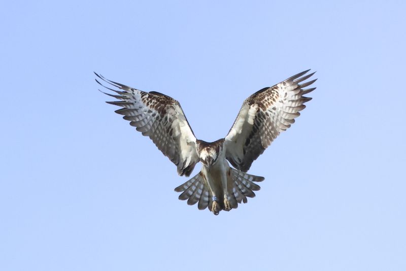 Osprey 6K(14) hovering