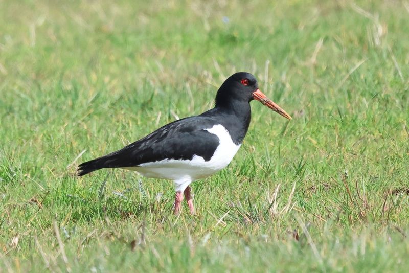 Oystercatcher