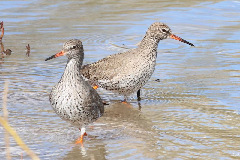 Redshank