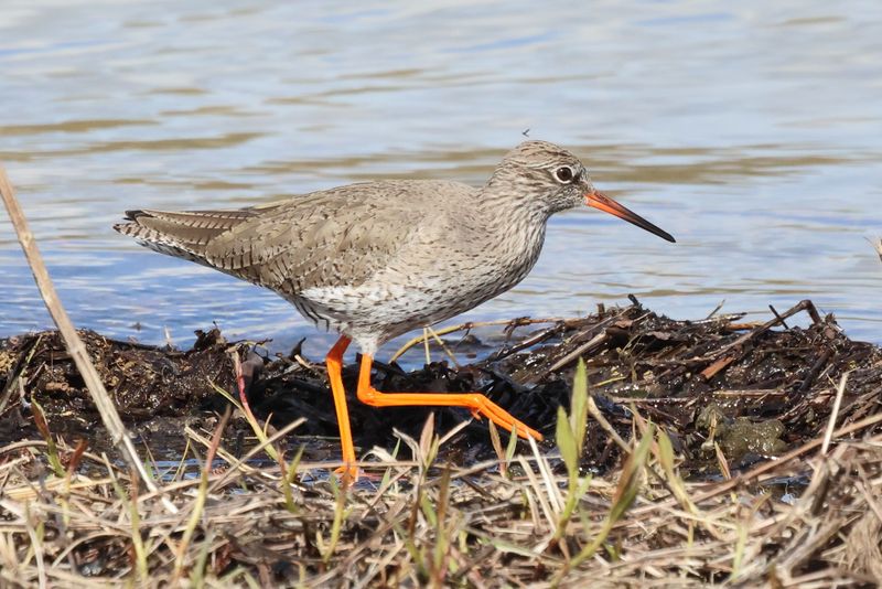 Redshank