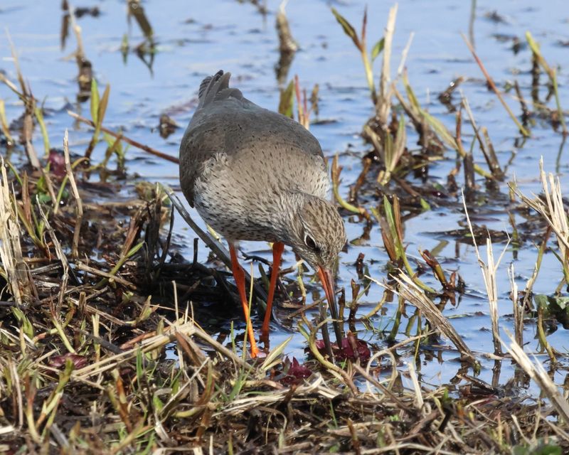 Redshank