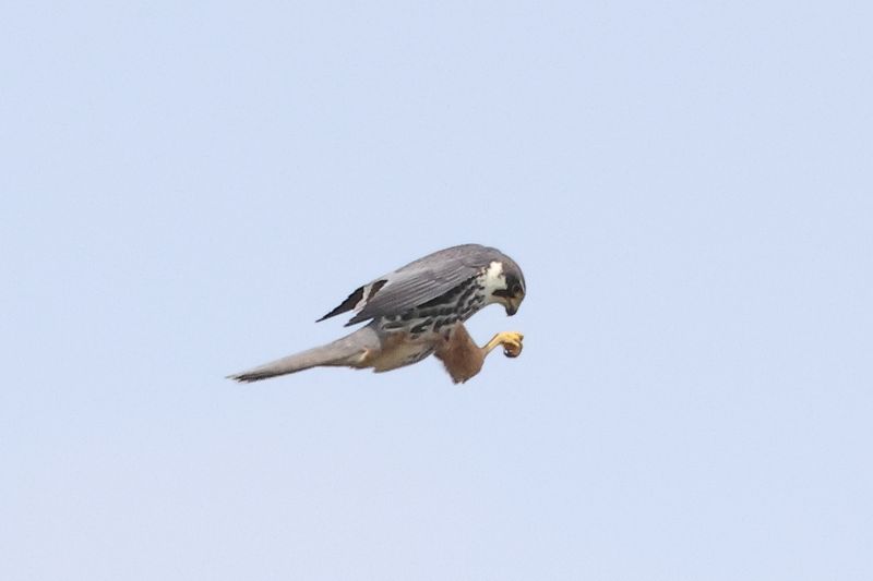 Hobby