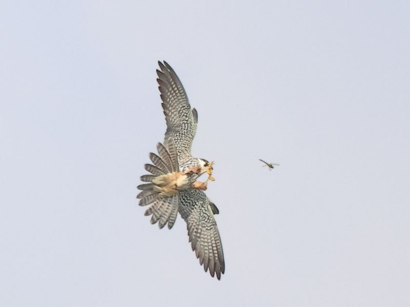 Hobby hunting dragonfly