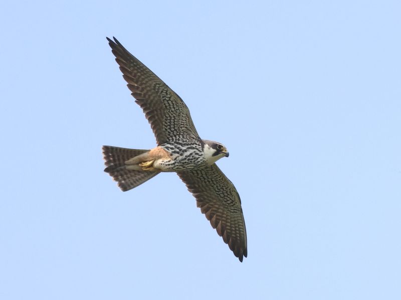 Hobby