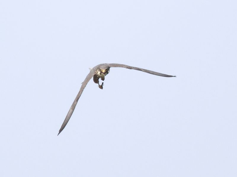 Hobby