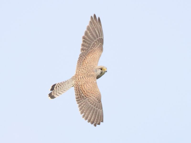 Kestrel