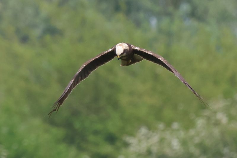 MarshHarrier_826A4704_1920.JPG