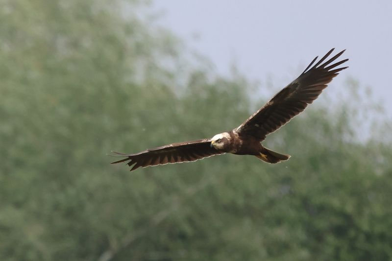 Marsh Harrier