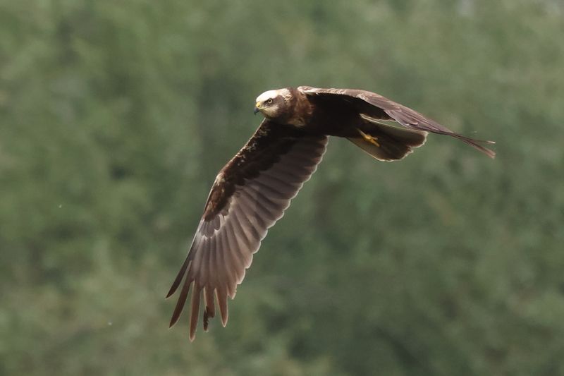 Marsh Harrier