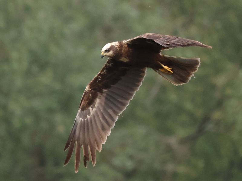 Marsh Harrier